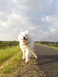 dote_i1904188.jpg
