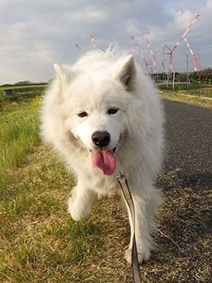 dote_i1904189.jpg