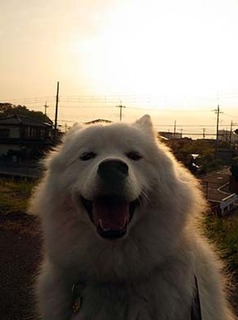 dote_i1904192.jpg