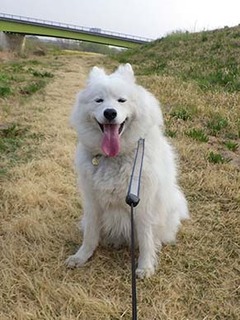 dote_i1904196.jpg
