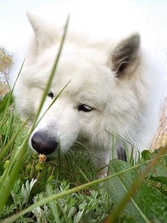 dote_i1904197.jpg