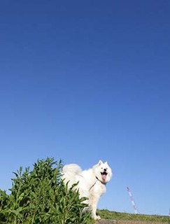 dote_i1904201.jpg
