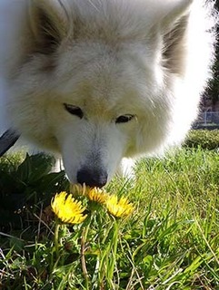 dote_i19042011.jpg