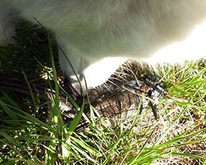 dote_i19042012.jpg