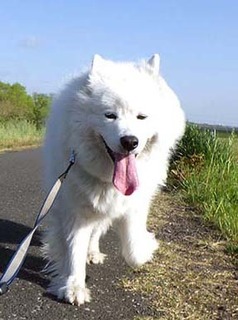 dote_i19042013.jpg