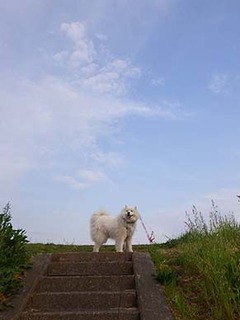 dote_i1904221.jpg