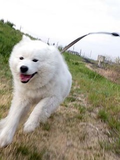 dote_i1904222.jpg