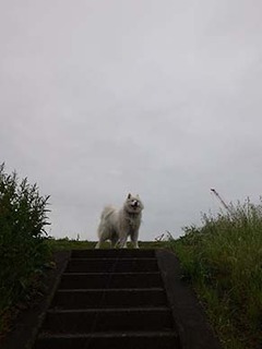 dote_i1905011.jpg