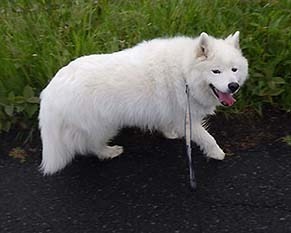 dote_i1905014.jpg