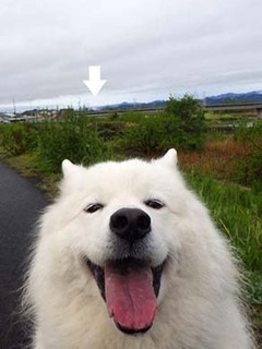 dote_i1905016.jpg