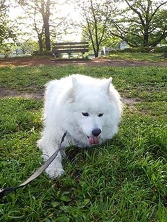 dote_i19050210.jpg