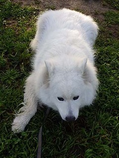 dote_i19050211.jpg