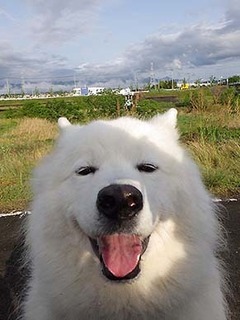dote_i19050213.jpg