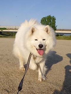 dote_i1905055.jpg