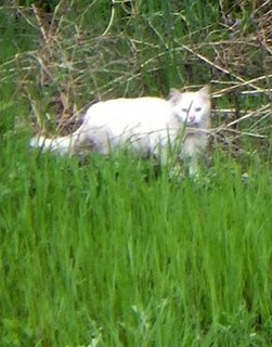 dote_i19050611.jpg
