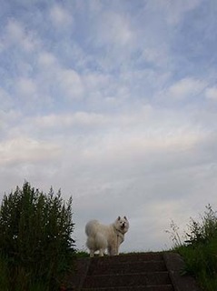 dote_i1905062.jpg