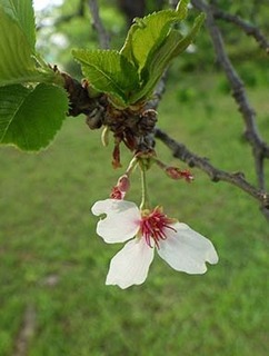 dote_i1905068.jpg