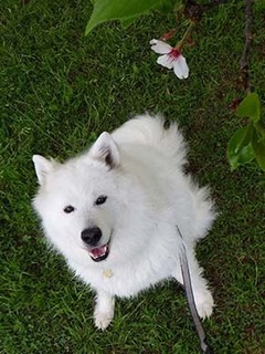 dote_i1905069.jpg