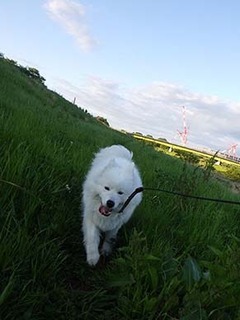 dote_i1905074.jpg