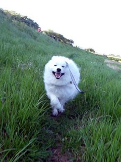 dote_i1905075.jpg