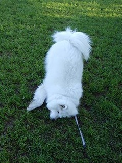 dote_i1905077.jpg