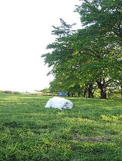 dote_i1905078.jpg