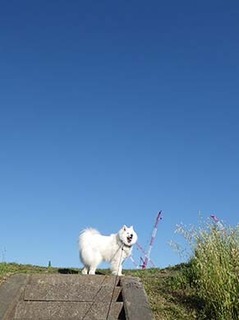 dote_i1905081.jpg