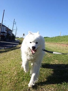 dote_i1905083.jpg