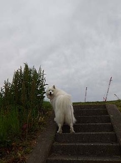 dote_i1905091.jpg
