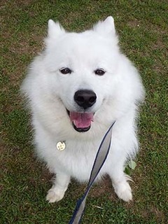 dote_i1905098.jpg