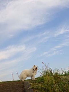 dote_i1905111.jpg