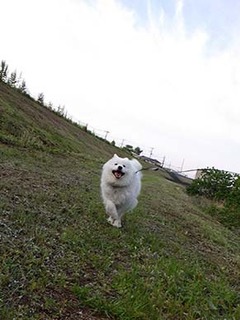 dote_i1905112.jpg