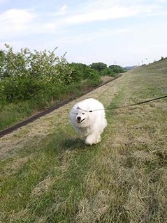 dote_i1905116.jpg