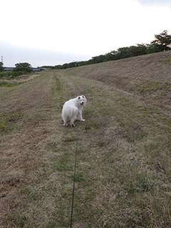 dote_i1905133.jpg