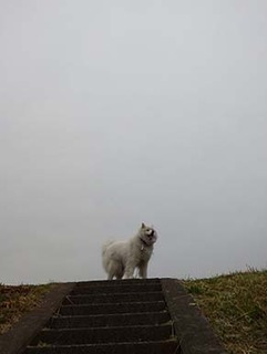 dote_i1905141.jpg