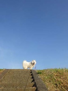 dote_i1905181.jpg