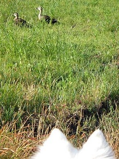 dote_i1905189.jpg