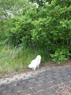 dote_i1905195.jpg