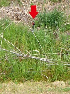dote_i1905197.jpg