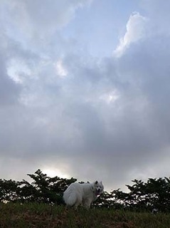 dote_i1905205.jpg