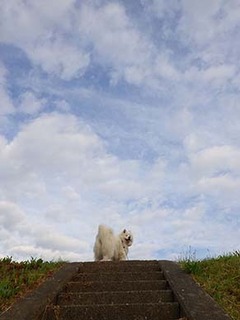 dote_i1905221.jpg