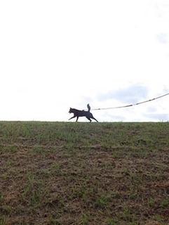 dote_i1905229.jpg