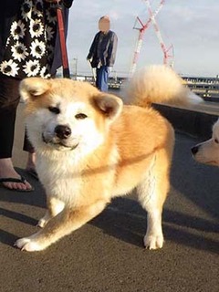dote_i1905233.jpg