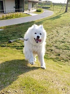 dote_i1905236.jpg