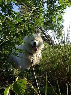 dote_i1905238.jpg