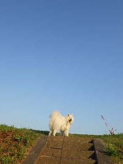 dote_i1905241.jpg