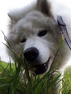 dote_i1906014.jpg