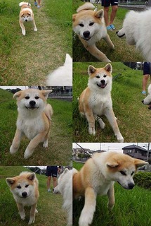 dote_i1906021.jpg