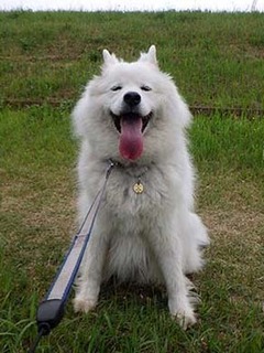 dote_i1906029.jpg