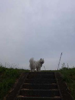 dote_i1906031.jpg